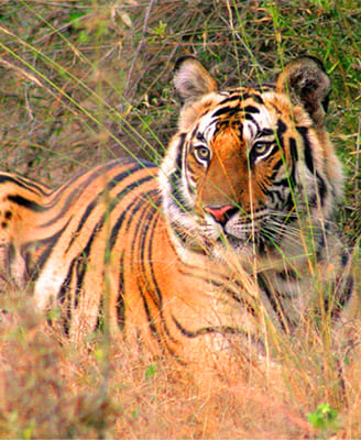 Maharashtra Wild Trail - Deccan Odyssey Travel Package