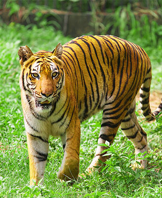 Wildlife in West & Central India
