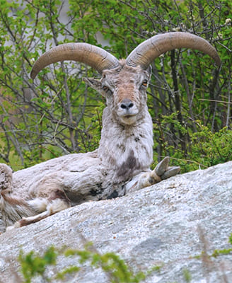 The Trans Himalayan Wild Safari