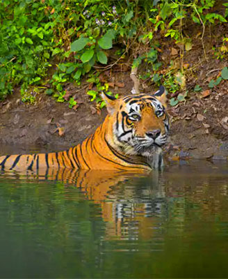 Luxury Rajasthan  Tiger safari