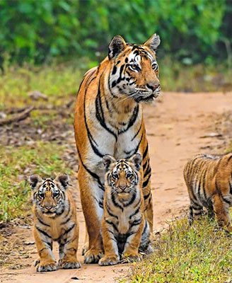 Tiger Safari in India Travel Package