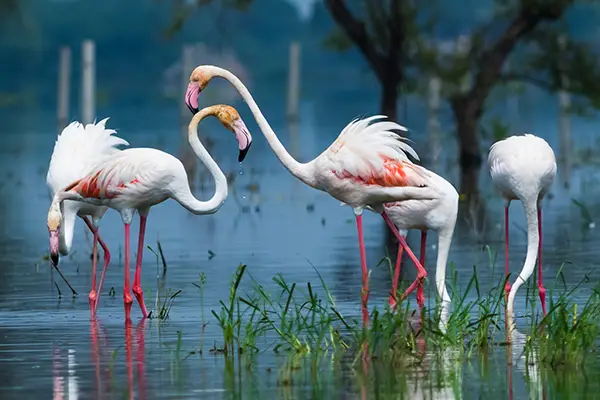 Golden Triangle tour with Tiger Safari