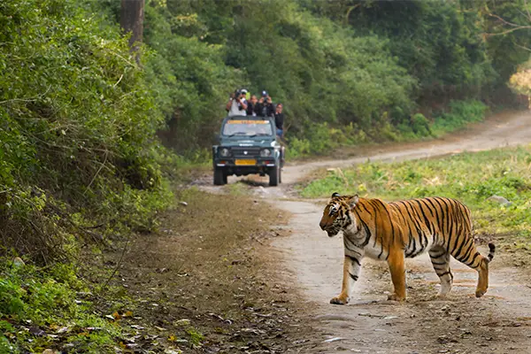 Golden Triangle Wildlife Tour package