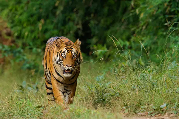 Golden Triangle Tour with Ranthambore